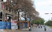 Hải Phòng: Hàng loạt cây xanh quanh tòa nhà đang xây bỗng chết héo khó hiểu Hải Phòng: Hàng loạt cây xanh quanh tòa nhà đang xây bỗng chết héo khó hiểu