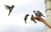 Phóng sinh rằm tháng 7 mùa Vu Lan báo hiếu như thế nào mới là đúng, tránh gây họa Phóng sinh rằm tháng 7 mùa Vu Lan báo hiếu như thế nào mới là đúng, tránh gây họa
