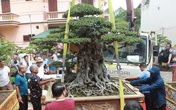 'Chấn động' tác phẩm 28 tỷ đồng được 'biến hóa' từ ngọn cây tưởng bỏ đi 'Chấn động' tác phẩm 28 tỷ đồng được 'biến hóa' từ ngọn cây tưởng bỏ đi