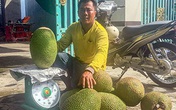 Giá mít Thái tăng vù vù, bán 1 trái to thu hơn nửa triệu đồng Giá mít Thái tăng vù vù, bán 1 trái to thu hơn nửa triệu đồng