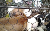 Cụ ông chết bất thường trong lúc mua chó dạo ở nhà người phụ nữ Cụ ông chết bất thường trong lúc mua chó dạo ở nhà người phụ nữ