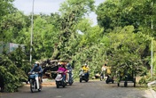 Chuyên viên phòng giáo dục ở Huế bị cây gãy đè tử vong Chuyên viên phòng giáo dục ở Huế bị cây gãy đè tử vong