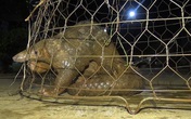Bất ngờ thấy tê tê quý hiếm nặng 10kg bò ở trước cổng nhà, nhiều người cùng nhau vây bắt Bất ngờ thấy tê tê quý hiếm nặng 10kg bò ở trước cổng nhà, nhiều người cùng nhau vây bắt