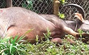 Bắn hạ trâu điên húc nhiều người trọng thương Bắn hạ trâu điên húc nhiều người trọng thương