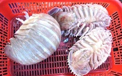 Loài bọ biển ngon hơn cả tôm hùm, đắt xắt ra miếng Loài bọ biển ngon hơn cả tôm hùm, đắt xắt ra miếng