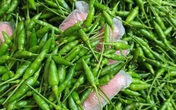 Loại ớt gió thơm mùi thảo mộc, 1 triệu đồng/kg vẫn đắt khách Loại ớt gió thơm mùi thảo mộc, 1 triệu đồng/kg vẫn đắt khách