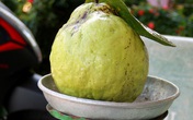 Nông dân Đồng Tháp trồng 120 cây ổi lạ, ra trái to bự bất thường Nông dân Đồng Tháp trồng 120 cây ổi lạ, ra trái to bự bất thường