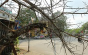 Vượt 300km về Hà Nội, đào rừng không lá không hoa hét giá khó tin gần 200 triệu đồng Vượt 300km về Hà Nội, đào rừng không lá không hoa hét giá khó tin gần 200 triệu đồng
