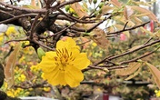 Hoàng mai thơm 120 tuổi rao giá 4 tỷ, chờ đại gia rinh về chơi Tết Hoàng mai thơm 120 tuổi rao giá 4 tỷ, chờ đại gia rinh về chơi Tết