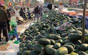 Thê thảm dưa hấu, ế dồn đống, 1.000 đồng/kg vừa bán vừa khóc Thê thảm dưa hấu, ế dồn đống, 1.000 đồng/kg vừa bán vừa khóc