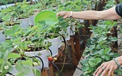 Vườn dâu tây tươi tốt nhờ tưới sữa ở Ninh Thuận Vườn dâu tây tươi tốt nhờ tưới sữa ở Ninh Thuận