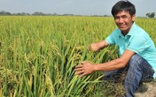 Trồng cây kỳ lạ, lúa ăn trứng gà, dâu tây uống sữa tươi Trồng cây kỳ lạ, lúa ăn trứng gà, dâu tây uống sữa tươi