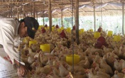 Giá thịt gà rớt thảm hại, thấp hơn giá rau muống Giá thịt gà rớt thảm hại, thấp hơn giá rau muống