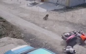 Người phụ nữ ngã văng xuống đường, nhưng danh tính "kẻ" gây tai nạn mới khiến người xem bất ngờ Người phụ nữ ngã văng xuống đường, nhưng danh tính "kẻ" gây tai nạn mới khiến người xem bất ngờ
