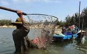 Nghề bắt phi kiếm tiền triệu ở Quảng Nam Nghề bắt phi kiếm tiền triệu ở Quảng Nam
