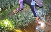 Người phụ nữ Hà Tĩnh đêm khuya mò ra cánh đồng bắt con vật này kiếm 300.000 đồng/ngày Người phụ nữ Hà Tĩnh đêm khuya mò ra cánh đồng bắt con vật này kiếm 300.000 đồng/ngày