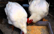 Giá gà tăng gấp đôi, người nuôi vẫn kêu lỗ Giá gà tăng gấp đôi, người nuôi vẫn kêu lỗ
