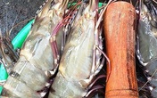 Gần triệu đồng một kg tôm sú 'khổng lồ' Gần triệu đồng một kg tôm sú 'khổng lồ'