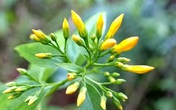 Hai nữ sinh rủ nhau ăn lá ngón tự vẫn rồi khóc gọi về cho chị gái nhờ đưa đi cấp cứu Hai nữ sinh rủ nhau ăn lá ngón tự vẫn rồi khóc gọi về cho chị gái nhờ đưa đi cấp cứu