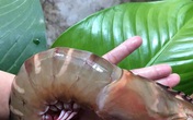 Dân tình đổ xô vét sạch tôm sú khổng lồ vì bán với giá “chưa từng thấy” Dân tình đổ xô vét sạch tôm sú khổng lồ vì bán với giá “chưa từng thấy”