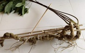 Củ sâm Ngọc Linh được bán giá nửa tỷ đồng Củ sâm Ngọc Linh được bán giá nửa tỷ đồng