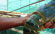 Chuyển bán tôm hùm theo con sang kg vì giá tăng Chuyển bán tôm hùm theo con sang kg vì giá tăng