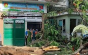 Cây phượng bật gốc đè nhiều học sinh ở TP.HCM, một em tử vong Cây phượng bật gốc đè nhiều học sinh ở TP.HCM, một em tử vong