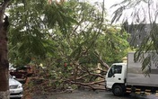 TP.HCM: Thêm một cây phượng bật gốc đè xe tải sau cơn mưa lớn khiến nhiều người hú vía TP.HCM: Thêm một cây phượng bật gốc đè xe tải sau cơn mưa lớn khiến nhiều người hú vía