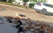 Đánh bả khiến xác chó rải khắp đường Đánh bả khiến xác chó rải khắp đường