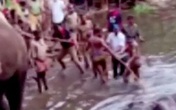 Voi chết oan vì ăn nhầm trái cây nhồi thuốc nổ để bẫy lợn rừng Voi chết oan vì ăn nhầm trái cây nhồi thuốc nổ để bẫy lợn rừng