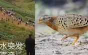 Đổ xô lên núi vì 'tiếng rồng khóc', ngàn người té ngửa khi thấy một con chim Đổ xô lên núi vì 'tiếng rồng khóc', ngàn người té ngửa khi thấy một con chim