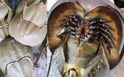 Bọ biển 'khổng lồ' 1 triệu đồng/đôi, đặc sản lạ hút khách sành ăn Bọ biển 'khổng lồ' 1 triệu đồng/đôi, đặc sản lạ hút khách sành ăn