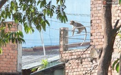 Cận cảnh đàn khỉ “đại náo” khu dân cư ở Sài Gòn khiến người dân mệt mỏi Cận cảnh đàn khỉ “đại náo” khu dân cư ở Sài Gòn khiến người dân mệt mỏi