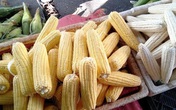 Vợ chồng trẻ Hà Nội vào Sài Gòn mở vựa buôn ngô, thu 30 triệu/tháng Vợ chồng trẻ Hà Nội vào Sài Gòn mở vựa buôn ngô, thu 30 triệu/tháng