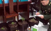 Phát hiện thanh niên trồng cần sa trong nhà Phát hiện thanh niên trồng cần sa trong nhà