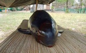 Cá heo nặng 50 kg dạt bờ biển Cá heo nặng 50 kg dạt bờ biển