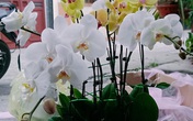 Đến hẹn lại lên, hai chàng kỹ sư đút túi hơn 100 triệu ăn Tết Đến hẹn lại lên, hai chàng kỹ sư đút túi hơn 100 triệu ăn Tết