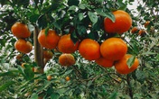 "Thủ phủ" cam bù nức tiếng Hà Tĩnh chín mọng chờ thu hoạch dịp Tết "Thủ phủ" cam bù nức tiếng Hà Tĩnh chín mọng chờ thu hoạch dịp Tết
