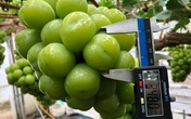 Nho mẫu đơn - loại quả được nhiều người đặt về ăn Tết cho đẳng cấp Nho mẫu đơn - loại quả được nhiều người đặt về ăn Tết cho đẳng cấp