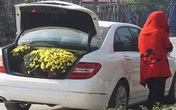Hoa Tết giá mềm, người dân tranh thủ đi chọn sớm Hoa Tết giá mềm, người dân tranh thủ đi chọn sớm