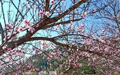 Đào rừng tê liệt: Dân buôn nằm im, nông dân bế tắc lo mất Tết Đào rừng tê liệt: Dân buôn nằm im, nông dân bế tắc lo mất Tết