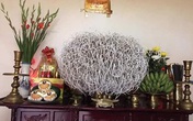 3 điều cần đặc biệt lưu ý khi tỉa chân hương cuối năm 3 điều cần đặc biệt lưu ý khi tỉa chân hương cuối năm