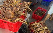Hải sản Na Uy giá bạc triệu chỉ “giới nhà giàu” mới có thể mua đang giảm kịch sàn cận Tết, 49.000 đồng/kg ai cũng xuýt xoa Hải sản Na Uy giá bạc triệu chỉ “giới nhà giàu” mới có thể mua đang giảm kịch sàn cận Tết, 49.000 đồng/kg ai cũng xuýt xoa