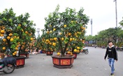 Cận cảnh bưởi bonsai khủng có giá hàng chục triệu đồng Cận cảnh bưởi bonsai khủng có giá hàng chục triệu đồng