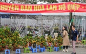Chợ hoa xuân Mỹ Đình nhộn nhịp khách đi sắm Tết Chợ hoa xuân Mỹ Đình nhộn nhịp khách đi sắm Tết