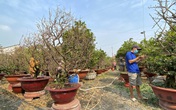 TP.HCM: Cận cảnh nhà vườn tất bật chăm mai bung nở đúng ngày Tết TP.HCM: Cận cảnh nhà vườn tất bật chăm mai bung nở đúng ngày Tết