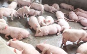 Siết chặt việc vận chuyển lợn trái phép qua biên giới Siết chặt việc vận chuyển lợn trái phép qua biên giới