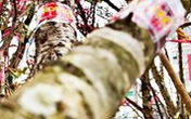 Đào rừng gắn tem truy xuất xuống phố Hà Nội, chờ khách 'đón về' chơi Tết Đào rừng gắn tem truy xuất xuống phố Hà Nội, chờ khách 'đón về' chơi Tết