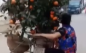 Người phụ nữ đu bám sau xe máy chở quất Tết để giữ cân bằng khiến cư dân mạng sợ hãi! Người phụ nữ đu bám sau xe máy chở quất Tết để giữ cân bằng khiến cư dân mạng sợ hãi!