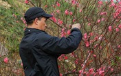 Đào Tết tăng giá hàng ngày, mỗi cành đắt thêm hàng trăm nghìn Đào Tết tăng giá hàng ngày, mỗi cành đắt thêm hàng trăm nghìn